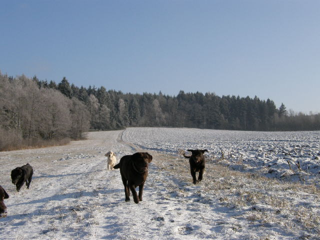 Pejsci zima 2009 022.jpg