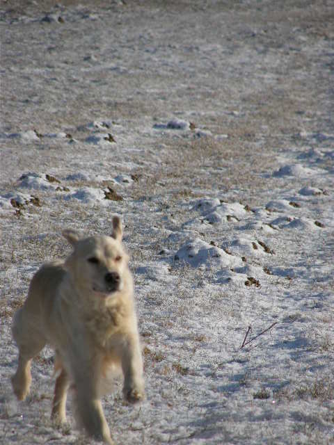 Pejsci zima 2009 028.jpg
